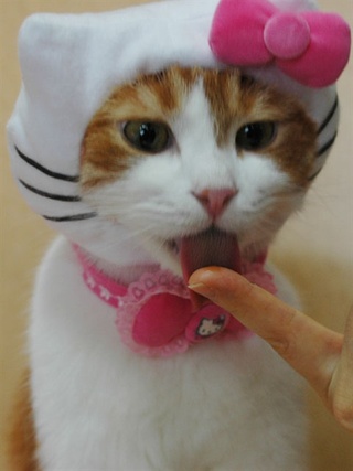 Illustration for article titled Japan's Hello Kitty Cat Humiliation System